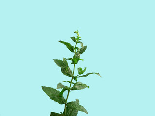 Close-up shot of a fresh spearmint on blue background.
