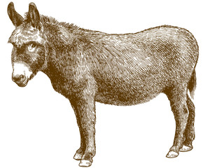 engraving illustration of burro donkey