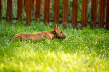Fototapeta premium Mini bull Terrier lies in the grass