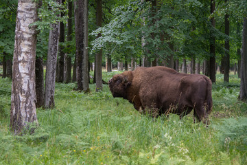 view of a large bison in a protected forest