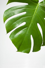 Green leaf monstera on a white background. Tropical print.