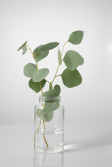 Green branch of eucalyptus in a glass jar with water on a white background.