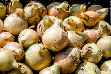 The harvest of onions is in the box