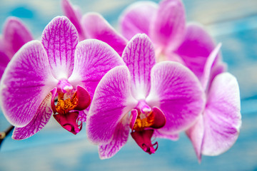 A branch of purple orchids on a blue wooden background 
