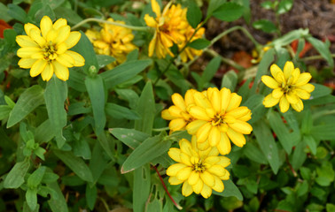 yellow flowers in the garden beauty nature