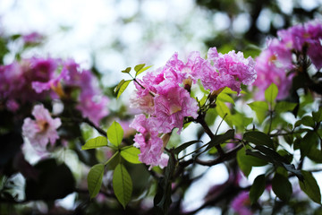 branch of a tree with pink flowers