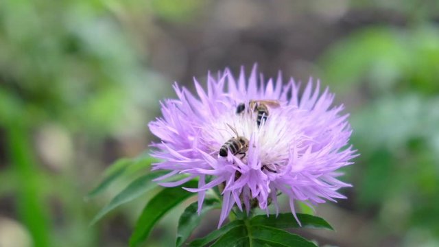 Bees are sitting on a flower, slow motion
