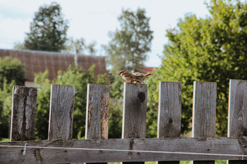 sparrows on the fence