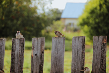 Fototapeta premium sparrows on the fence