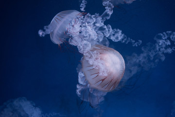 Fototapeta premium beautiful jellyfish in the aquarium