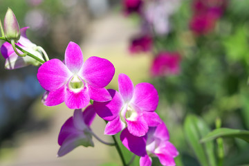 Orchid with white and purple petals mixed together.