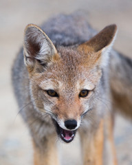 South American Grey Fox in Patagonia