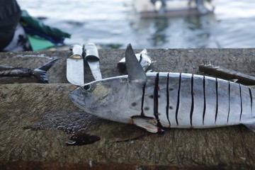 worker cutting fish