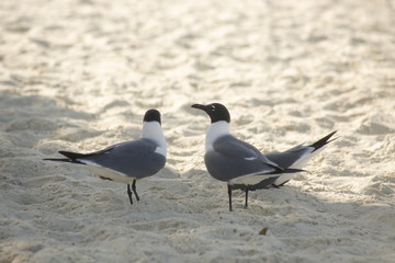 Seagull on the beach