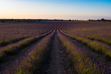 View of colorful lavender field during sunset near the village of Brihuega, Guadalajara, one of the largest plantations of lavender in Spain