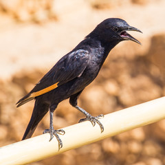 black bird sits with mouth open