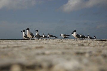 birds on the beach