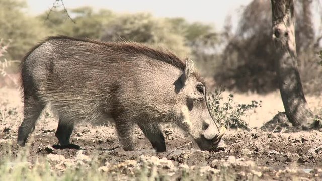 Warthog (Phacochoerus africanus)  drinking at a waterhole, in eye level low angle.