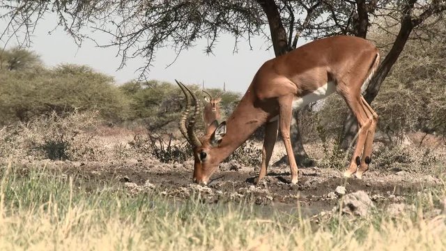 Impala (Aepyceros melampus) male drinking at a waterhole, one other approaching in background, Namibia.