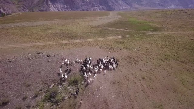 Goats graze and run across the fields of the Altai Territory, Russia. Aerial view highlands