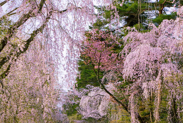 beautiful sakura in old town, japan