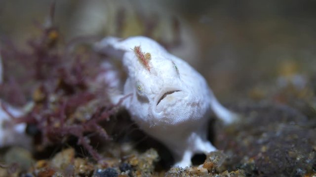 Small white frogfish lunges to catch tiny mysid shrimp. Macro underwater