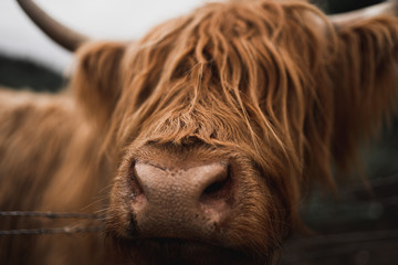 Close Up Highland Cattle