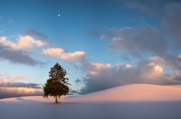 lonely tree in winter hill with moon