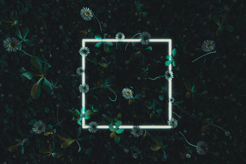 3d rendering of white square neon light with daisy plants and flowers. Flat lay of minimal nature style concept