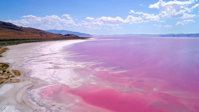 Aerial view flying along shoreline of pink lake in Utah as the Great Salt Lake has halophilic bacteria that changes the color.
