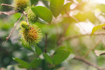 Rambutan on the tree