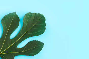 green natural palm tree leaves with veins on a blue background