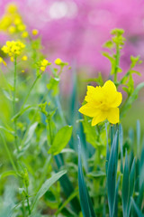 Obraz premium spring flowers in japan country side