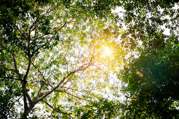 Fertile green leaves and trees There is a light shining into the beautiful natural concept.