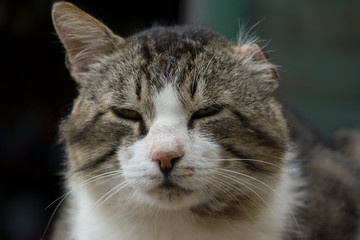 Gray and white coloring cat. Portrait of a cat. The face of the cat.