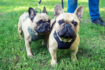 Obraz premium Pair of French Bulldog walking in the park with parent