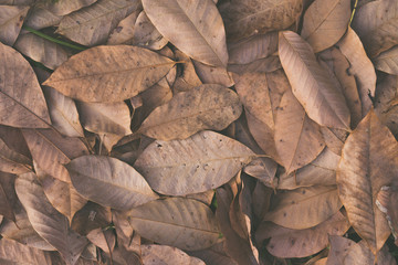 Dry leaves on floor background 