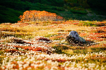 colorful autumn view with alpine flowers