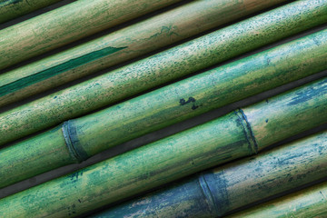 gruppo di canne di bambù verdi