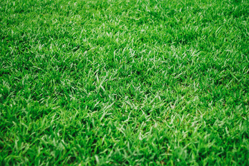 Natural green background of grass with selective focus 