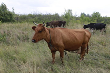 Naklejka premium cow in the field