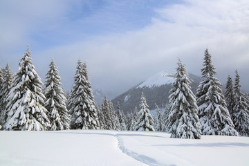 On the lawn covered with snow there is a trodden path leading to the high mountains with snow white peaks, trees in the snowdrifts. Beautiful landscape on the cold winter foggy morning.
