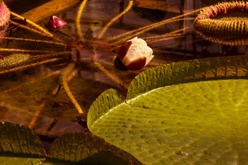 Leaves and blossom of a giant water lily. Botanical Garden University of Karlsruhe, Germany