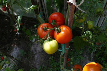 Healthly food - beautiful tomato and cucumber growing in a greenhouse