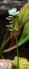 Carnivorous plants (Drosera capensis). Botanical Garden, KIT, Karlsruhe, Germany, Europe