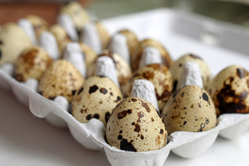 Frische Wachteleier im Eierkarton