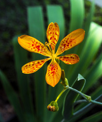 Blackberry lily (Iris domestica). Called Leopard lily. Botanical Garden, KIT, Karlsruhe, Germany,...