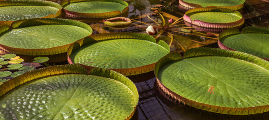 Leaves and blossom of a giant water lily. Botanical Garden University of Karlsruhe, Germany