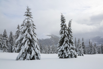 The fluffy fir trees in the snowdrifts covered with snow on the lawn. Beautiful landscape on the cold winter foggy morning. Scenery for the tourists. Christmas holidays.