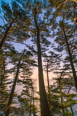 Morning in red pine forest